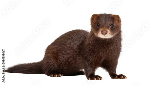 Εκτύπωση καμβά Brown mink animal with dark fur and alert eyes