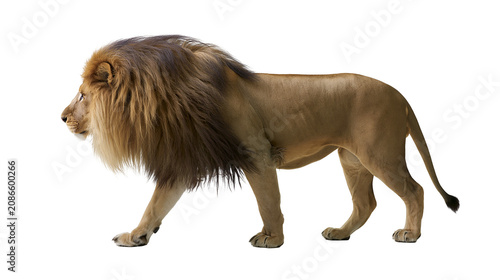 Canvas Print Majestic male lion with full mane walking, isolated on transparent background