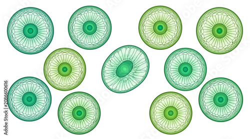 Obraz na plátně Vector illustration recreate image of green gradient circular shapes forming a p
