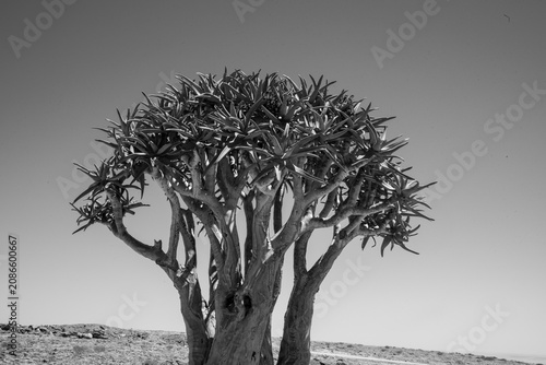 Fotografía Standing defiant against a harsh expanse of stone, a solitary quiver tree anchors the rugged Namibian wilderness