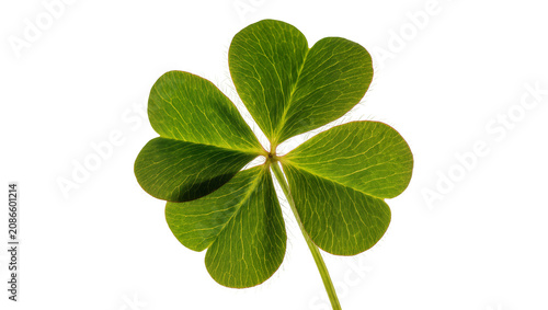 Canvastavla Green five-leaf clover plant stem detail