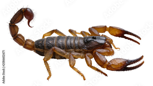 Εκτύπωση καμβά Brown scorpion with segmented tail and claws