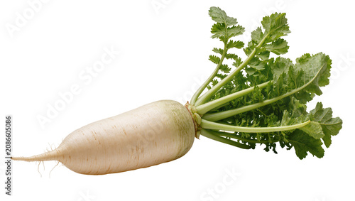 White daikon radish with green leaves and stem