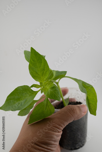 Hand Holding Young Chili Plant Seedling in Plastic Nursery Cup Isolated on White Background