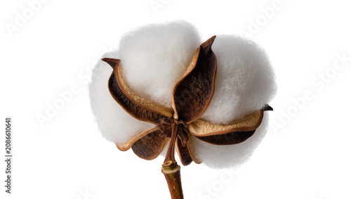 Photos Cotton boll with fluffy white fibers and brown seed pods
