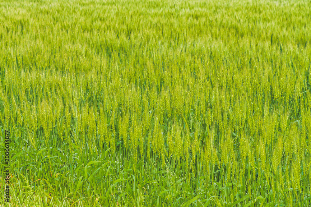 Fototapeta premium Fresh Green Wheat Field with Young Grain Ears in Spring