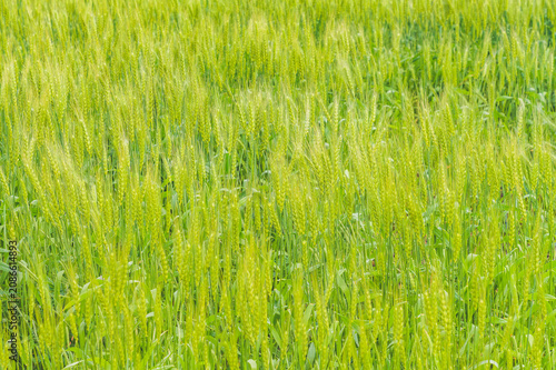 Close-Up of Fresh Green Wheat Ears in an Early Summer Field