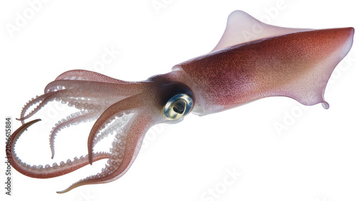 Schilderij op canvas Cephalopod squid with tentacles and fins pinkish-brown speckled body, large eye