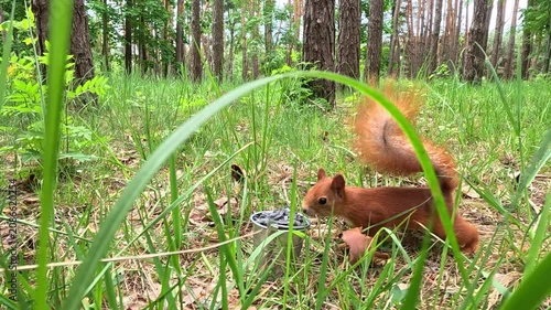 A red squirrel runs through a green forest floor with tall grass and large leaves, stopping briefly to sniff a small bucket of seeds, and then continuing to forage among the lush summer vegetation.