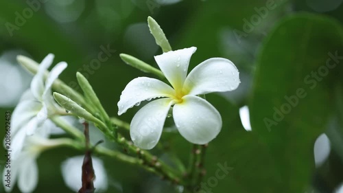 White Frangipani Flower Blooming on Tree in Tropical Garden