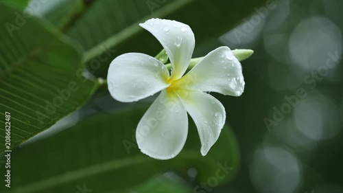 White Frangipani Flower Blooming on Tree in Tropical Garden