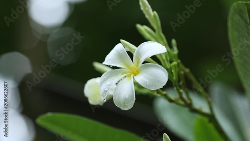 White Frangipani Flower Blooming on Tree in Tropical Garden