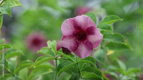 Beautiful Purple Flowers Blooming on Tree in Tropical Garden