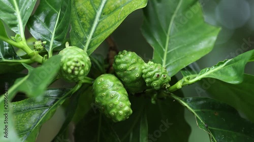 Noni Fruit Growing on Tree in Tropical Garden