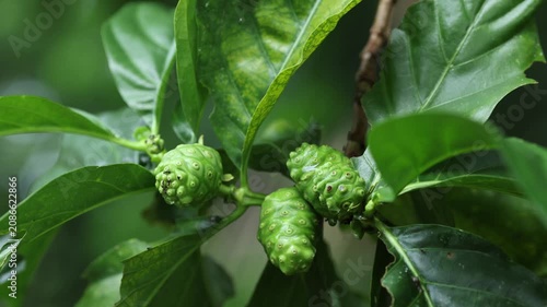 Noni Fruit Growing on Tree in Tropical Garden