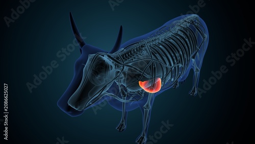 Blue cow anatomy. 3d render