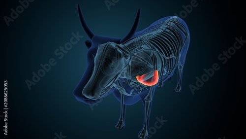 Blue cow anatomy. 3d render