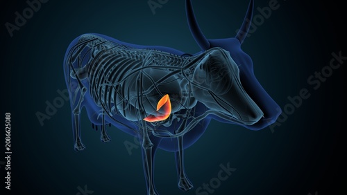 Blue cow anatomy. 3d render