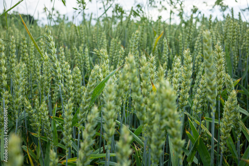 Selective Focus on Green Wheat Ears in Summer Field. Beautiful close-up of green wheat ears illuminated by soft natural light in a thriving agricultural field. The shallow depth of field emphasizes 