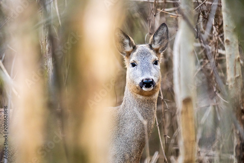 Photos A wild European roe deer buck with thick velvet antlers looking out from behind bare winter thickets and branches at the Steinhofgruende nature reserve in Vienna, Austria