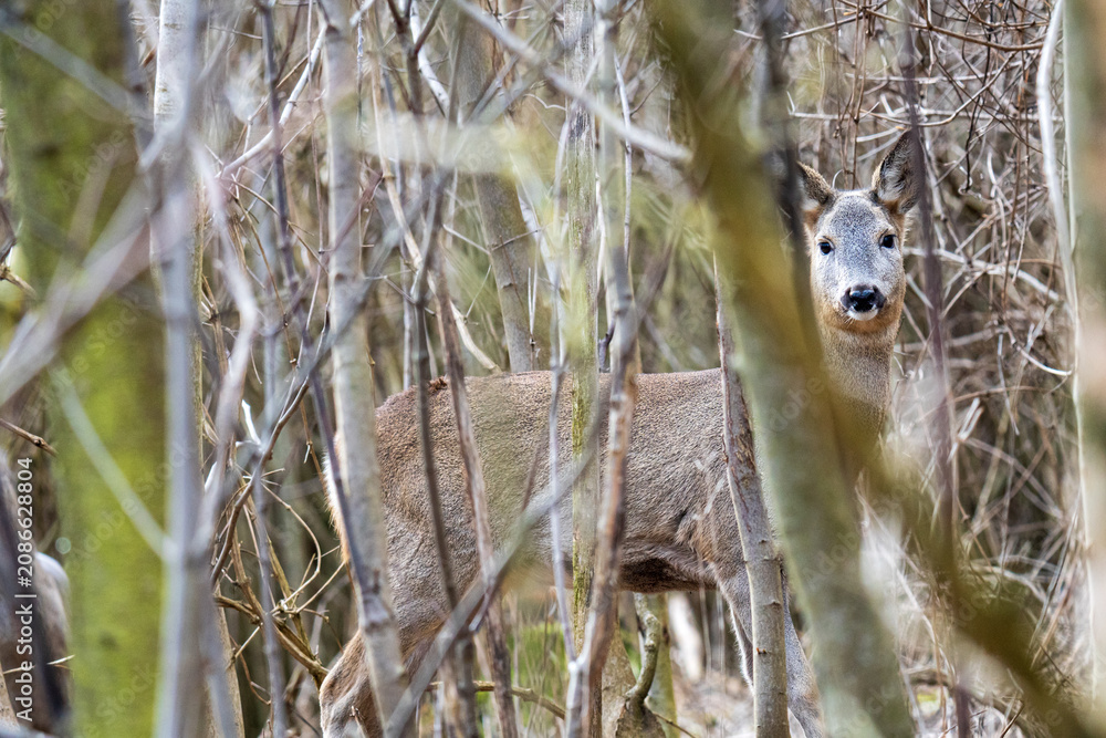 Obraz premium A wild European roe deer buck with thick velvet antlers looking out from behind bare winter thickets and branches at the Steinhofgruende nature reserve in Vienna, Austria.⁠