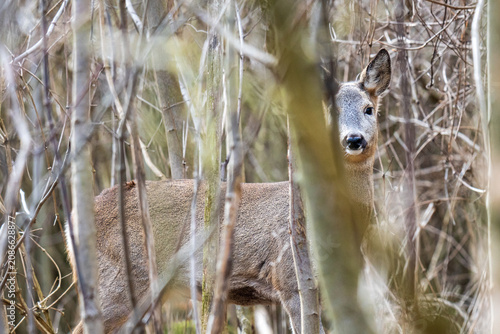 Obraz na płótnie A wild European roe deer buck with thick velvet antlers looking out from behind bare winter thickets and branches at the Steinhofgruende nature reserve in Vienna, Austria