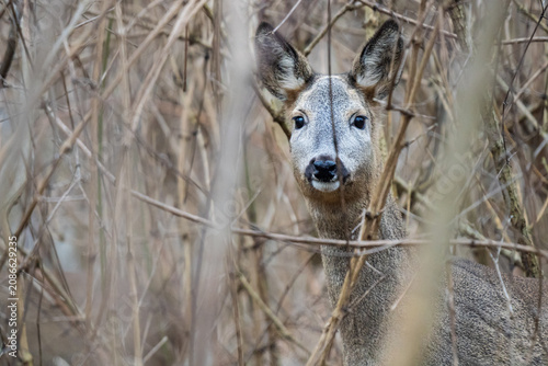 Obraz na płótnie A wild European roe deer buck with thick velvet antlers looking out from behind bare winter thickets and branches at the Steinhofgruende nature reserve in Vienna, Austria
