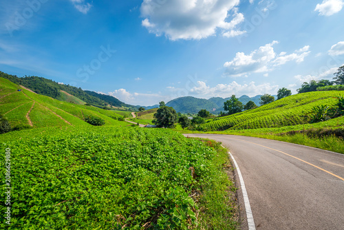 Canvastavla The beautiful Curve 33 highway winds through a lush green mung bean field in Mae Sot, Tak, Thailand
