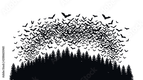 Photography Bats Flying Above Pine Trees Black Silhouette On White Background