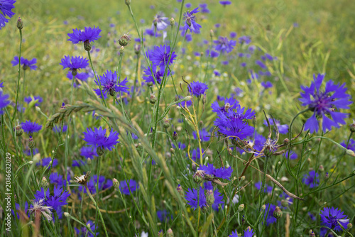 Summer Meadow Filled with Blooming Blue Cornflowers. Picturesque close-up of blue cornflowers blooming across a lush green meadow. Natural summer landscape with selective focus, vibrant colors 