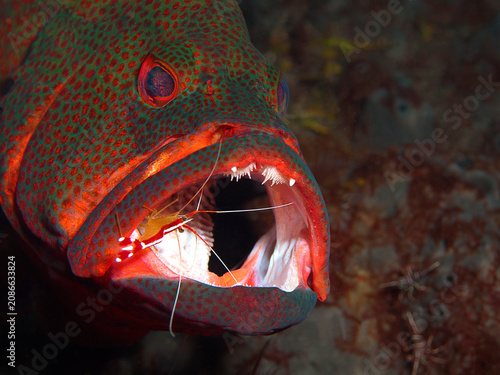 Cleaning symbiosis: Tomato Hind (Cephalopholis sonnerati) being cleaned by White-striped Cleaner Shrimp (Lysmata amboinensis) at a reef cleaning station in Tulamben, Bali, Indonesia.