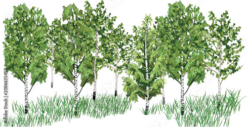 Fotografía Birch tree forest grove with grass isolated isolated on white background