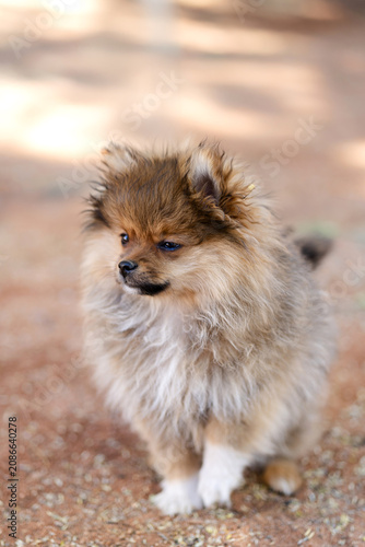 Baby Pomeranian Sable puppy alone portrait