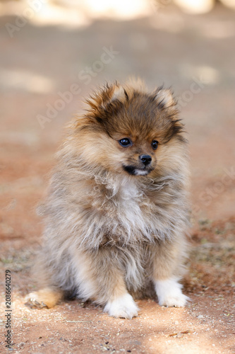 Baby Pomeranian Sable puppy alone portrait