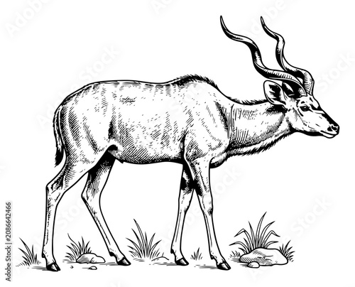 Antelope with spiral horns standing in savanna grass in vintage engraving style