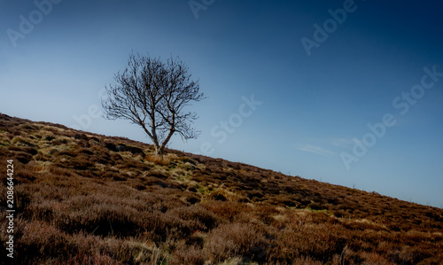 Photography A single lone tree grows upwards from a steep hillside covered in brown vegetation, the triangle of above the land is blue, no clouds
