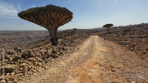 Desert road with dragon blood trees. Socotra, Yemen.
