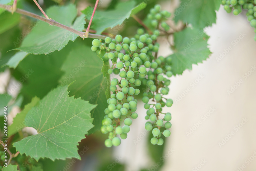Fototapeta premium Unripe young green grapes on a vine branch close-up. Vineyard agriculture and organic fruit development concept