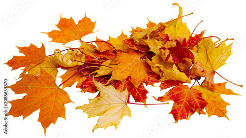 Foto Pile of colorful autumn maple leaves, isolated on transparent background