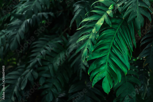Lush tropical rainforest, Green leaves with dark jungle background