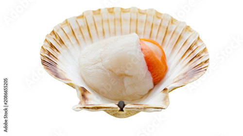 Fotografía Fresh raw scallop with orange roe inside a beige ribbed seashell, isolated on tr