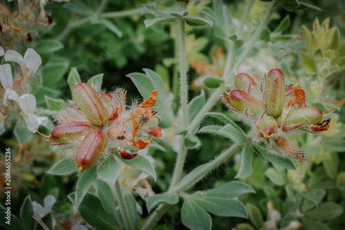 Beautiful hairy canary clover seed pods growing in a Japanese garden in early June. Closeup of unique dorycnium hirsutum seedheads in summer Japan, perfect as an elegant natural botanical background.