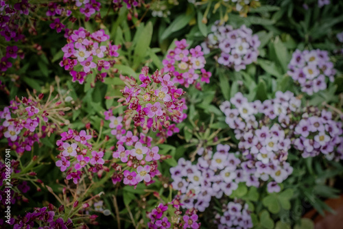 Beautiful sweet alyssum flowers blooming in a sunny Japanese garden in early June. Lovely top view of purple and violet blossoms with green leaves in summer Japan, perfect as a natural background.