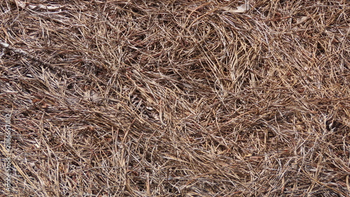 Obraz na plátne texture of straw