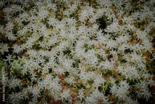 Beautiful white sedum stonecrop flowers blooming in a sunny Japanese garden in early June. Stunning top view of tiny star-shaped blossoms in summer Japan, perfect as a natural floral background.