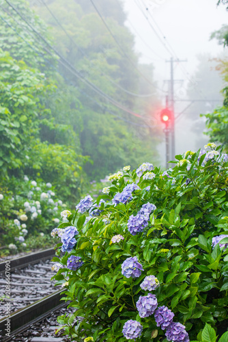 朝霧に包まれる鉄道とあじさい