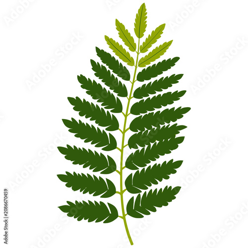 Jacaranda Foliage Sprig Botanical Plant Illustration