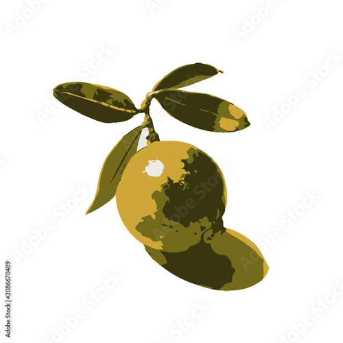 Juniper Berry Botanical Food Illustration