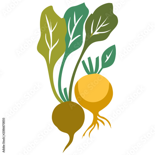 Radish Vegetable Botanical Food Illustration