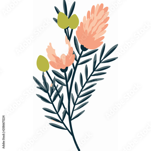 Banksia Bloo Botanical Plant Illustration